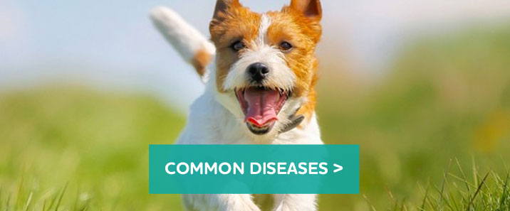Dog-diseases