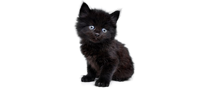 kitten-01