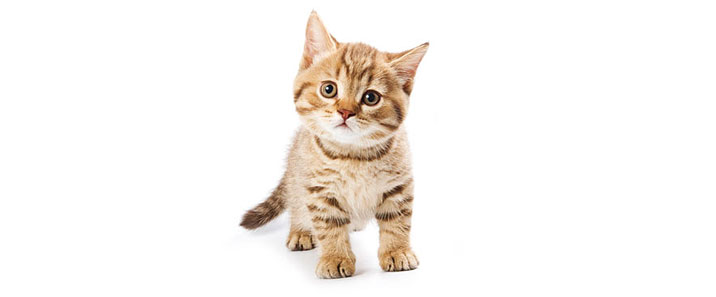kitten-02
