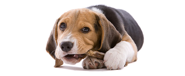 puppy-care-02
