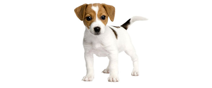 puppy-care-03