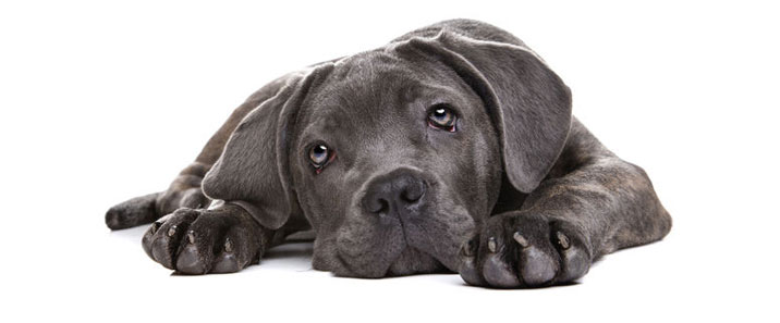 puppy-care-04