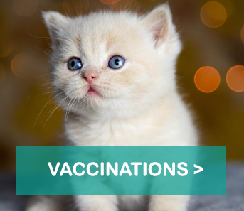 vax-cats